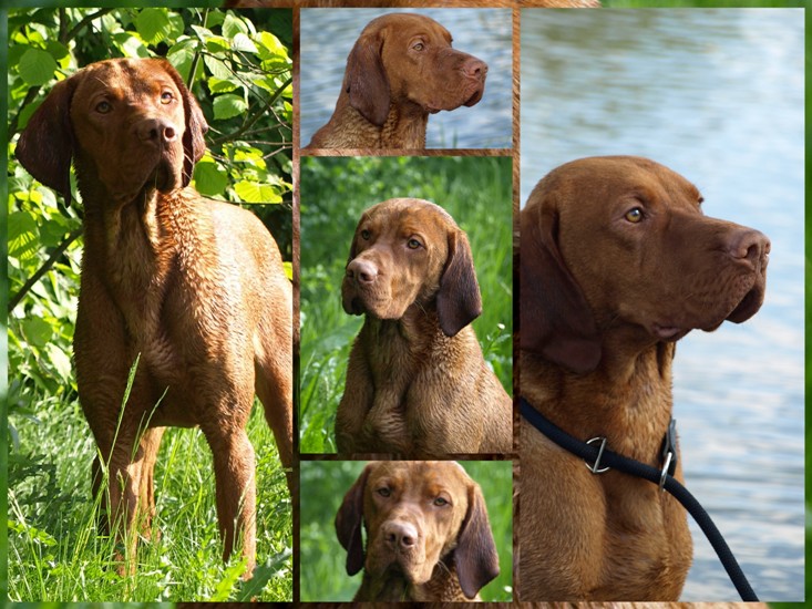 Magyar Vizsla im Portrait