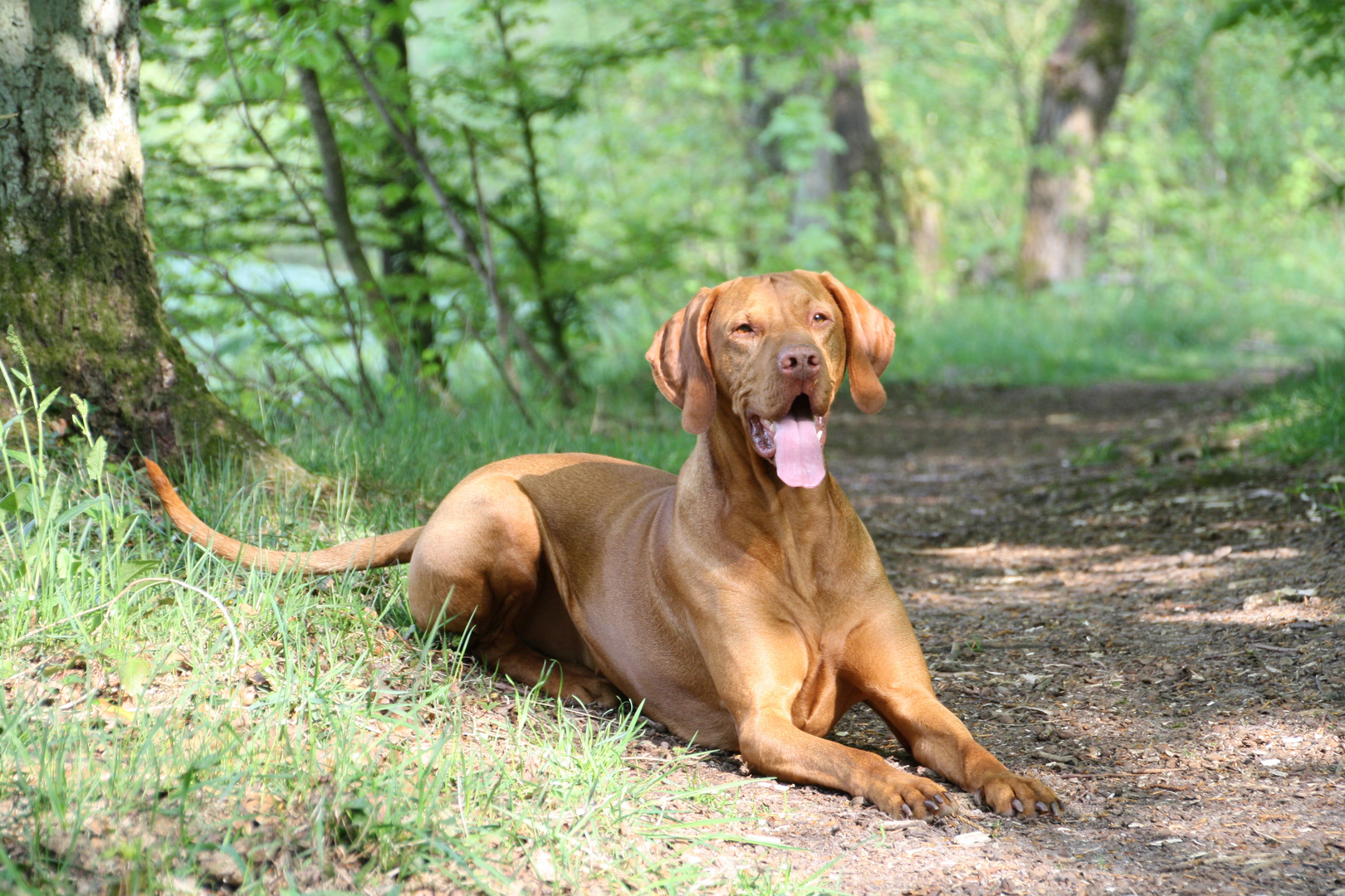 Magyar Vizsla im Wald