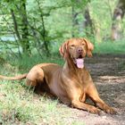 Magyar Vizsla im Wald