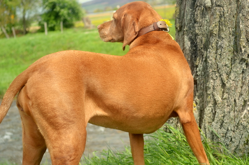 Magyar Vizsla Mädchen !