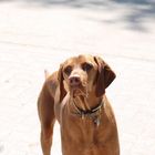 Magyar Vizsla Paul