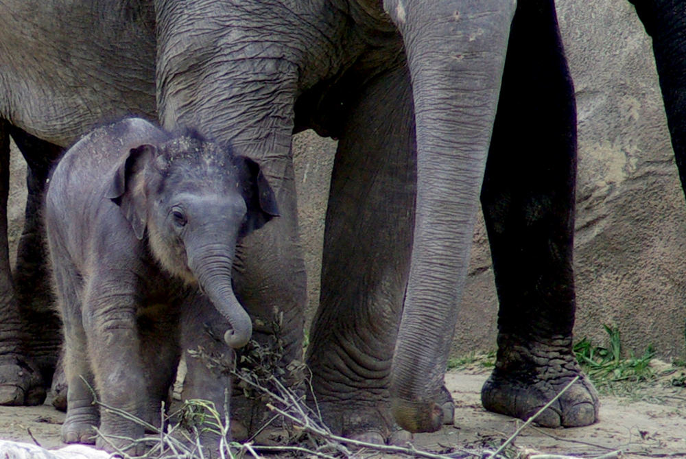 Maha Kumari - jüngster Elefanten-Nachwuchs im Kölner Zoo