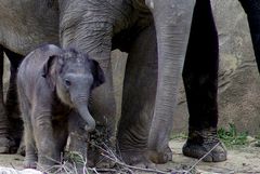 Maha Kumari - jüngster Elefanten-Nachwuchs im Kölner Zoo