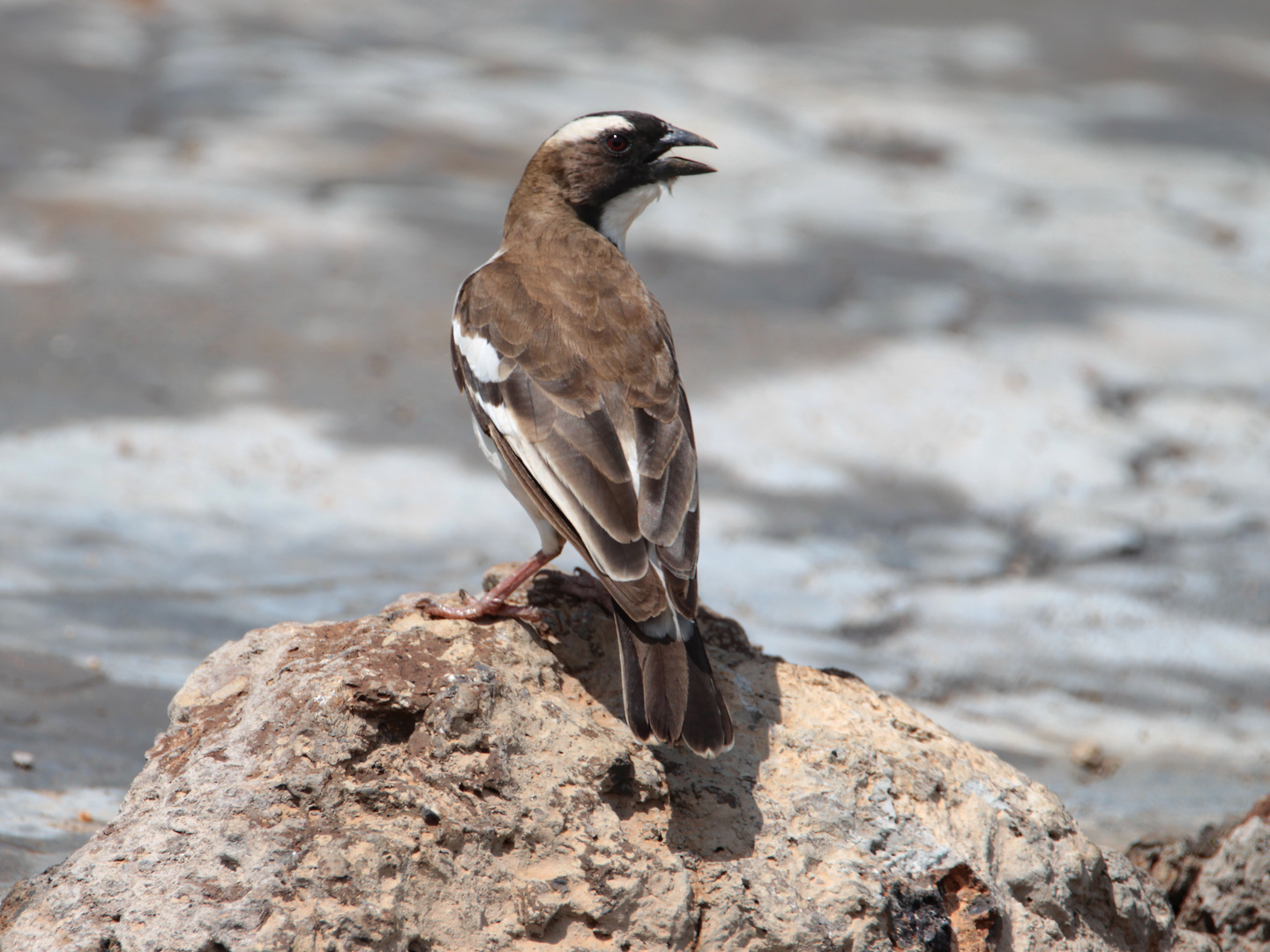 Mahali-Webervogel in Kenia