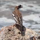 Mahali-Webervogel in Kenia