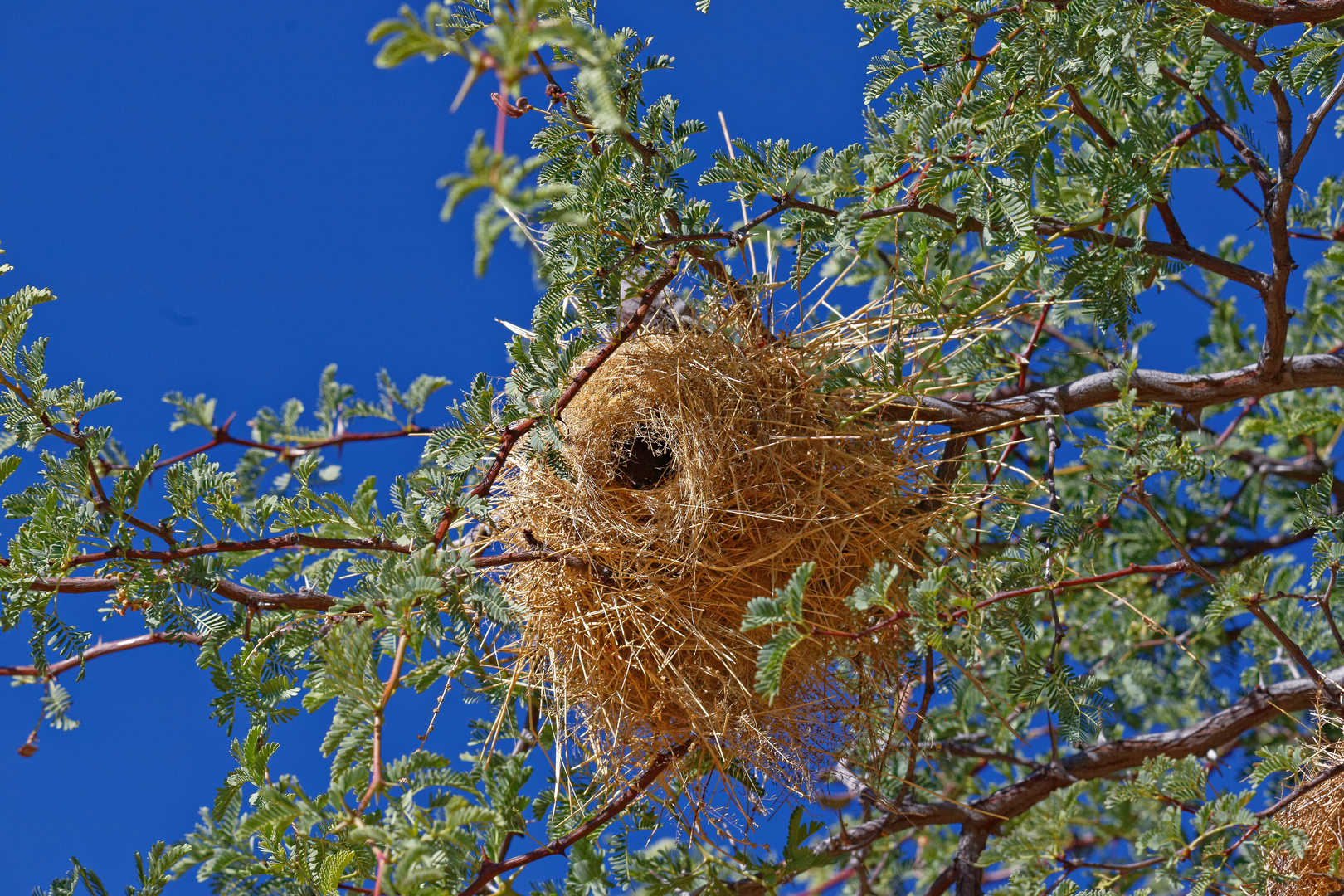 Mahaliweber Nest