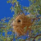 Mahaliweber Nest