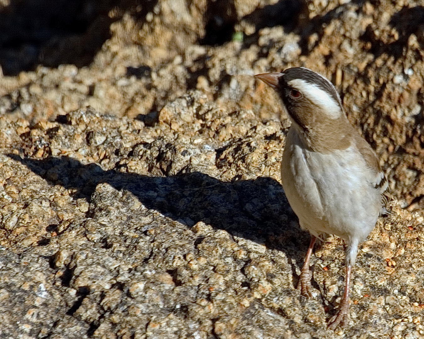 Mahaliwebervogel