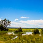 Mahangu Park 3, Nambia