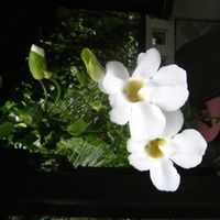 Mahditia Paramita