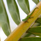 Mahé Day Gecko