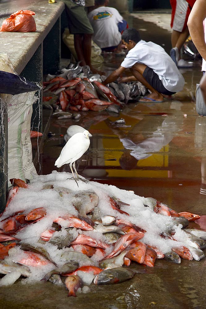 Mahé, Victoria market