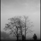 Mahlwinkel - The Fog