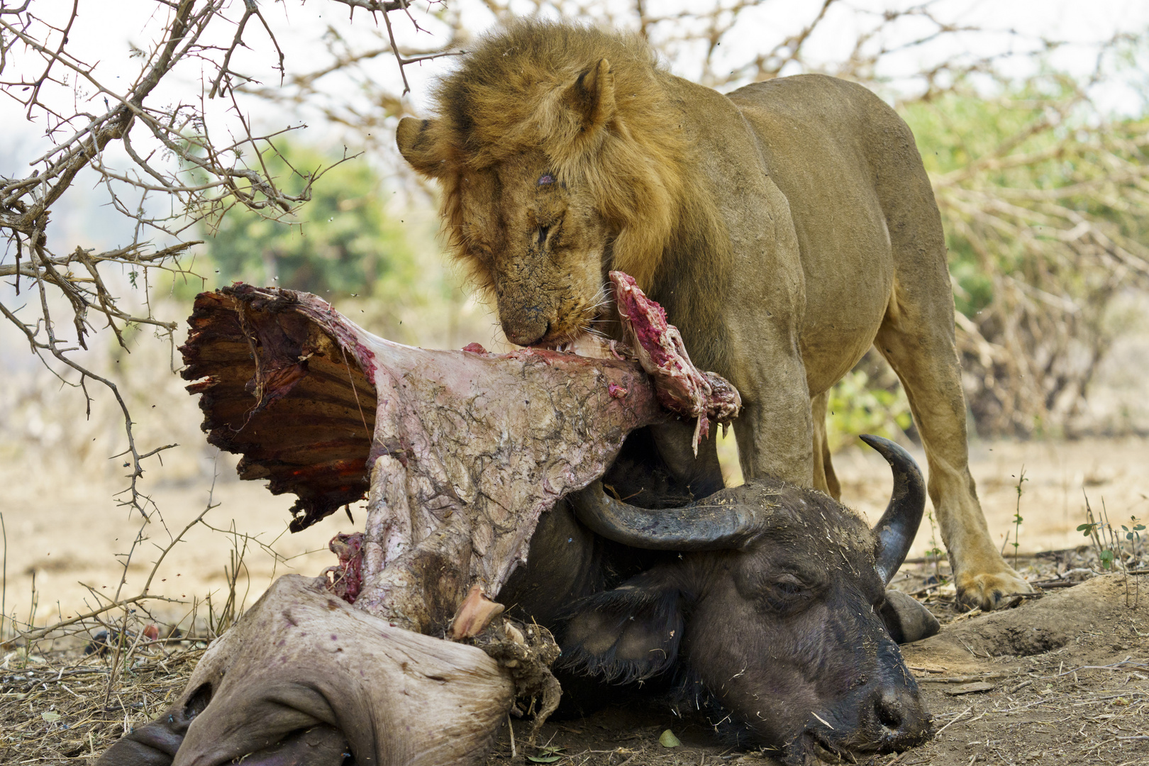 Mahlzeit 02, Lower Zambesi NP, 16.09.2019