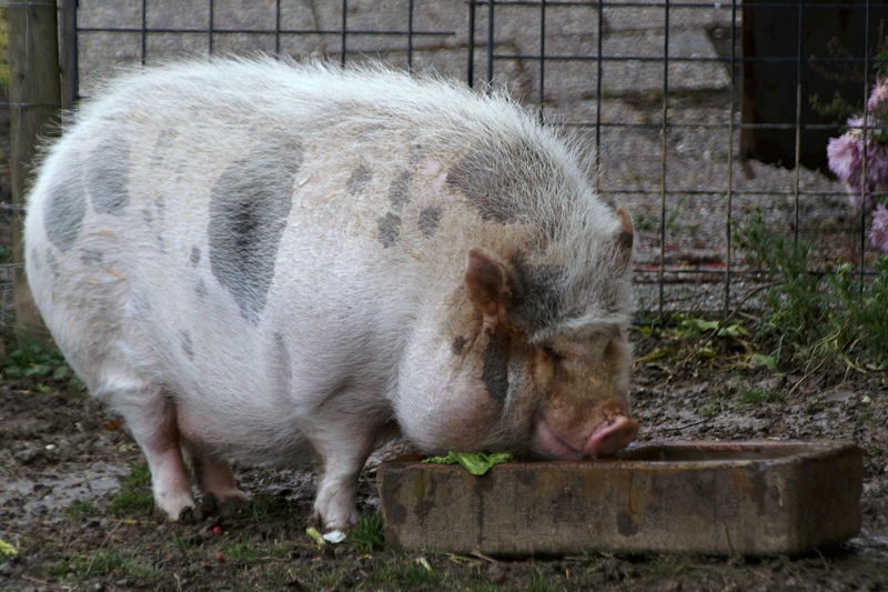 Mahlzeit