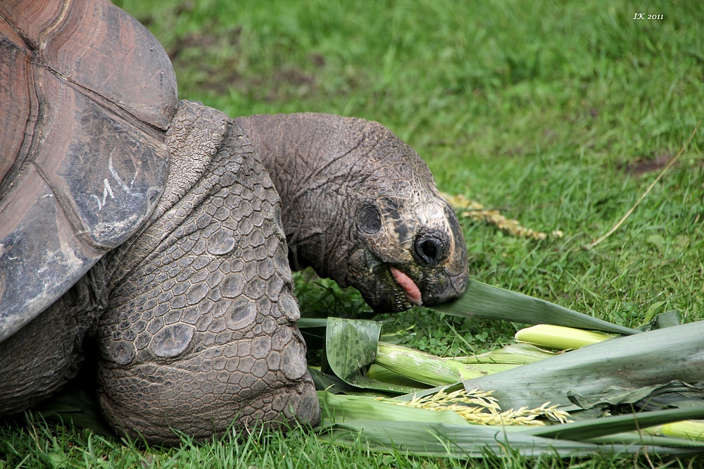 Mahlzeit