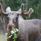 Mahlzeit