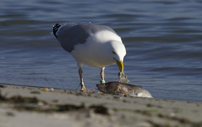 Mahlzeit 1