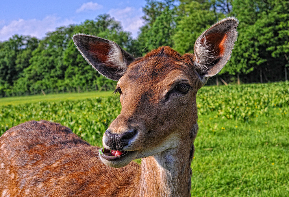 mahlzeit