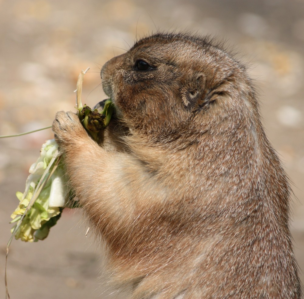 Mahlzeit !