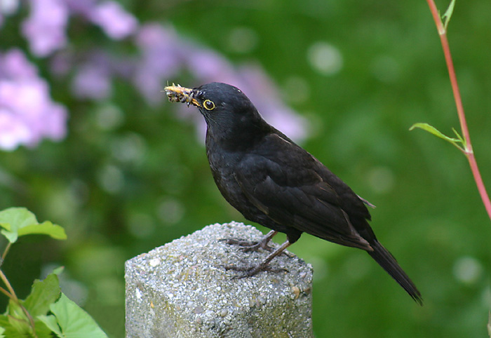 Mahlzeit