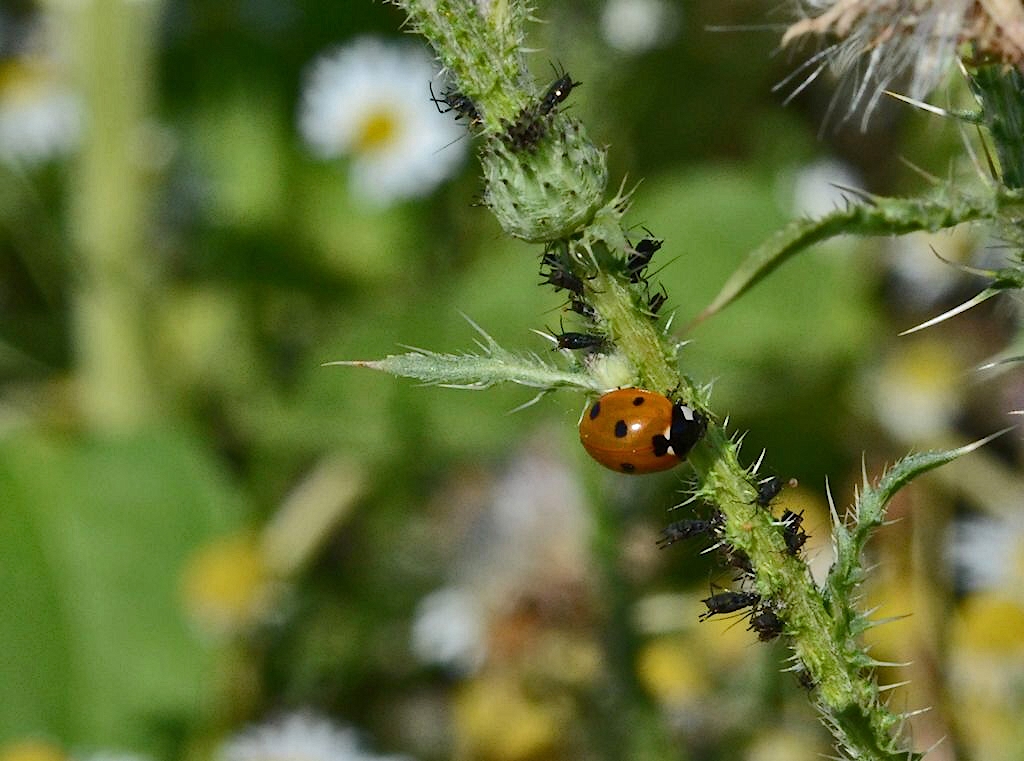 Mahlzeit