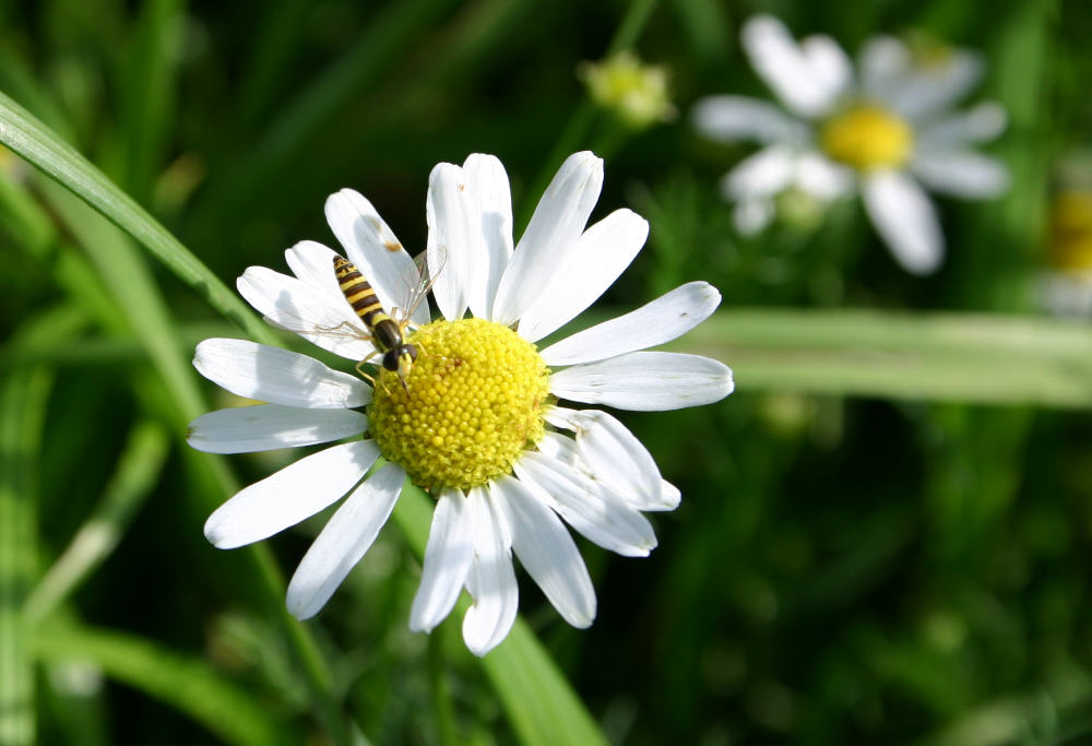 Mahlzeit