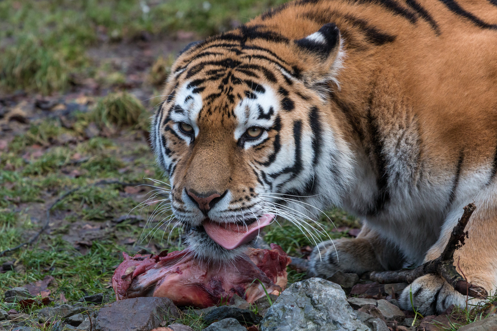 Mahlzeit