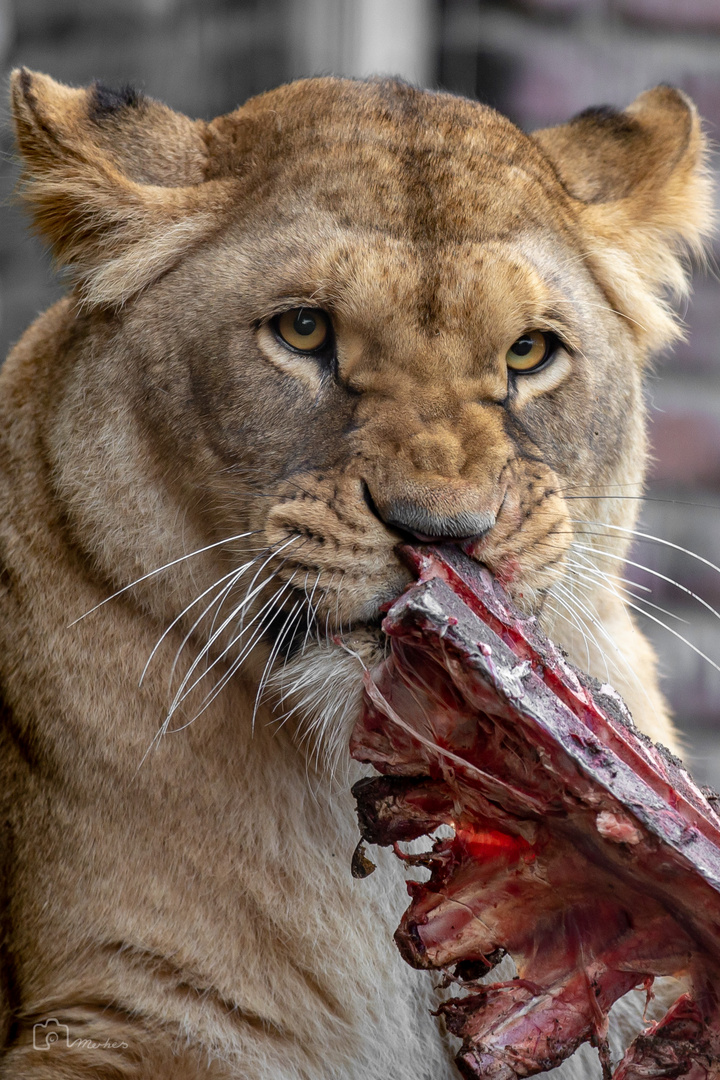 Mahlzeit!