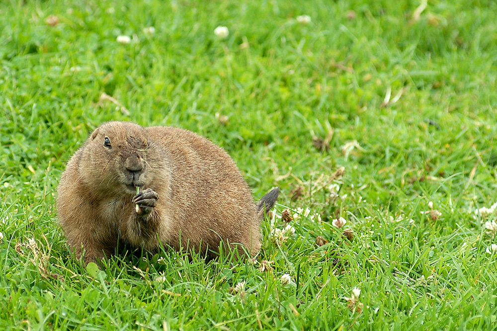 Mahlzeit