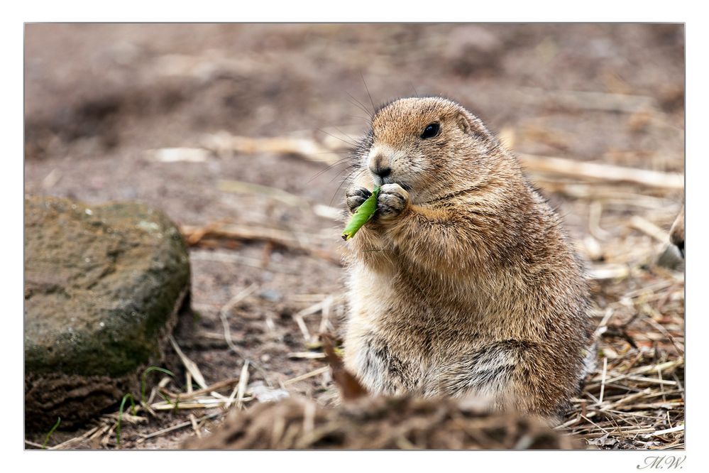 Mahlzeit