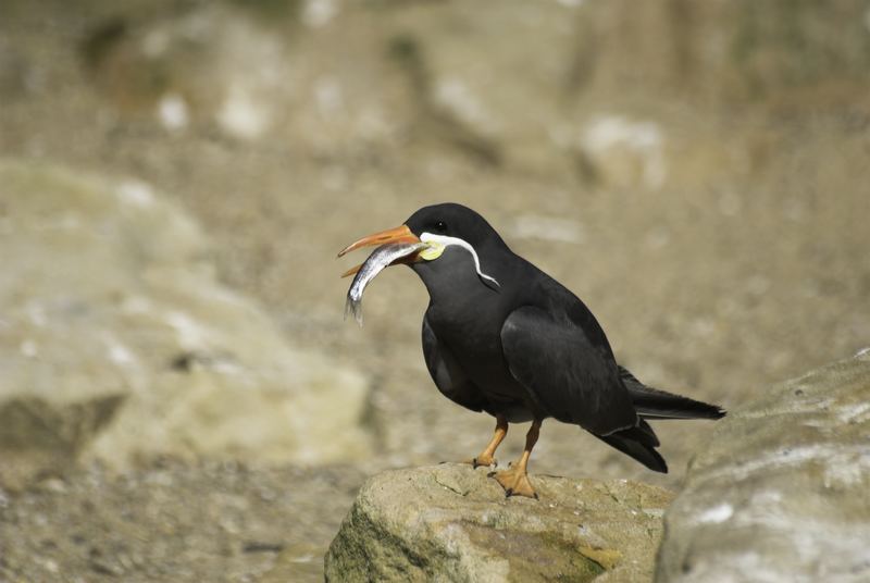 Mahlzeit