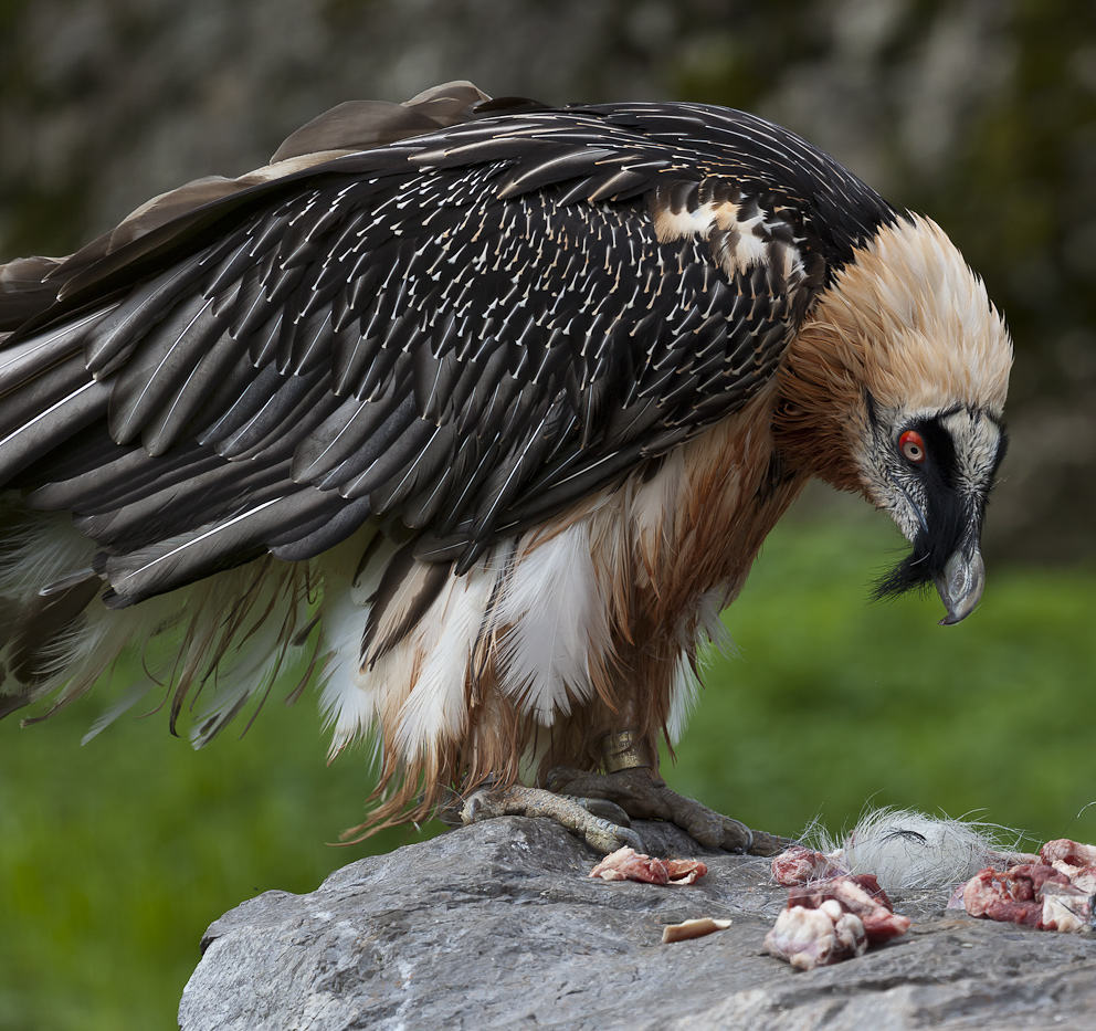 MAHLZEIT