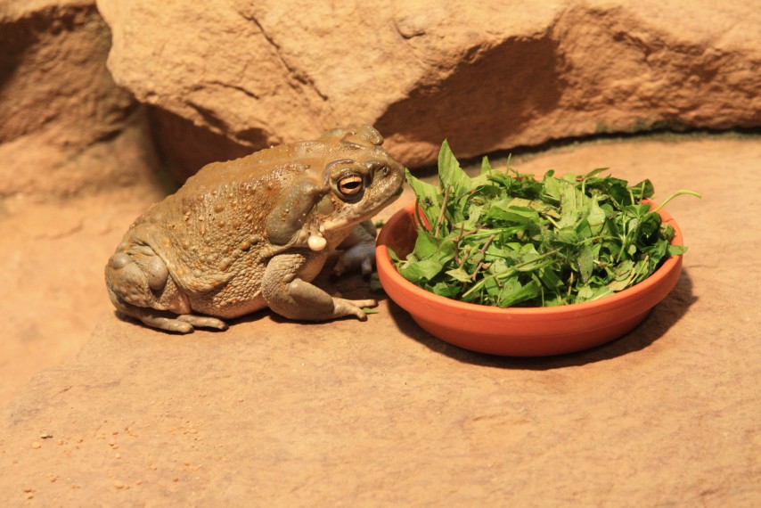 Mahlzeit