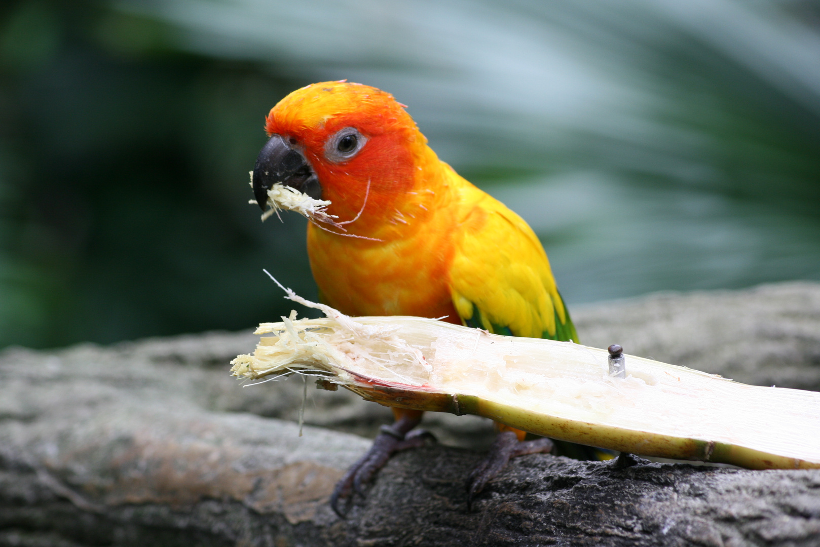 Mahlzeit