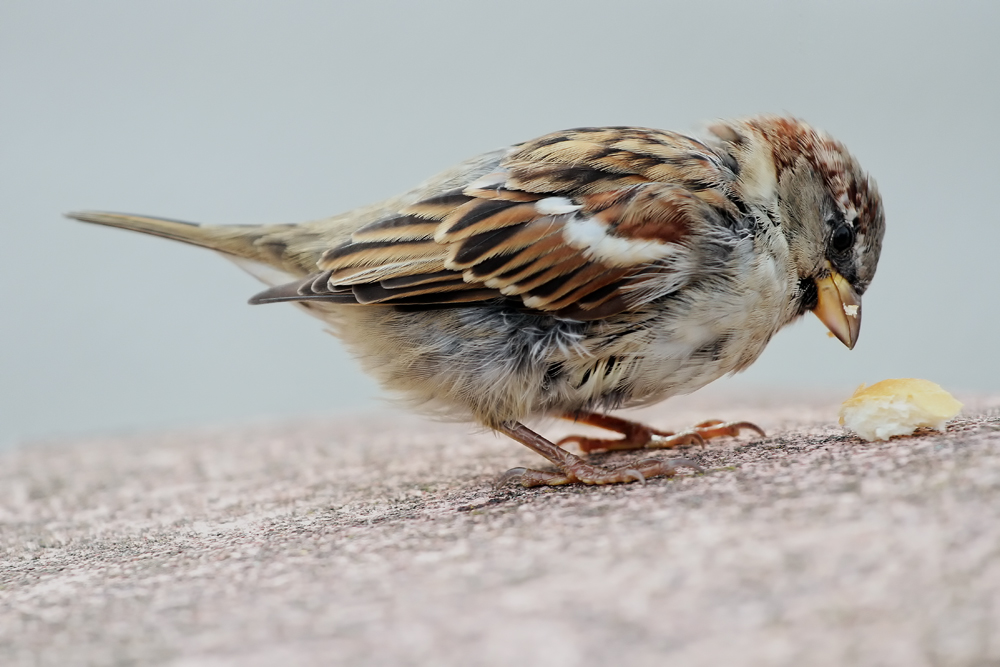 Mahlzeit