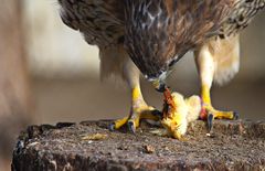 Mahlzeit!