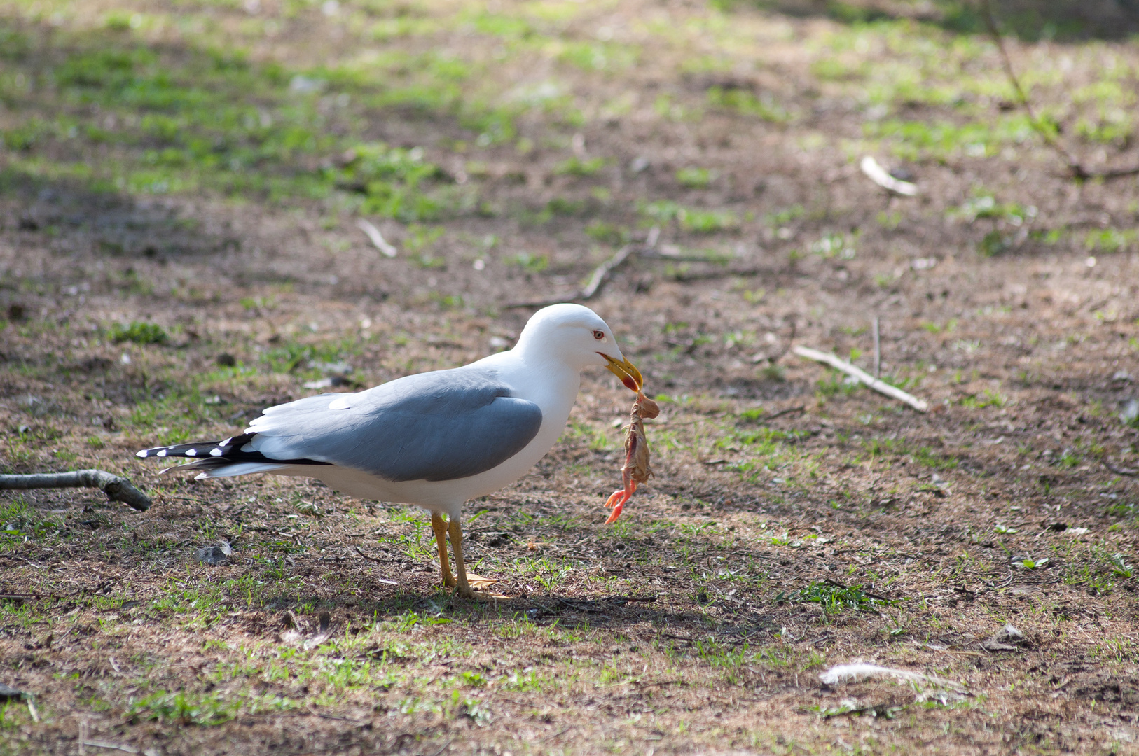 Mahlzeit