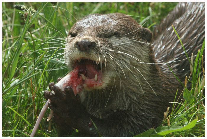 Mahlzeit