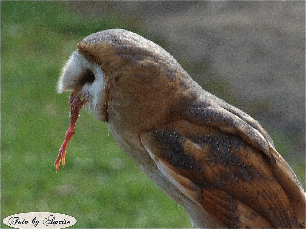 Mahlzeit