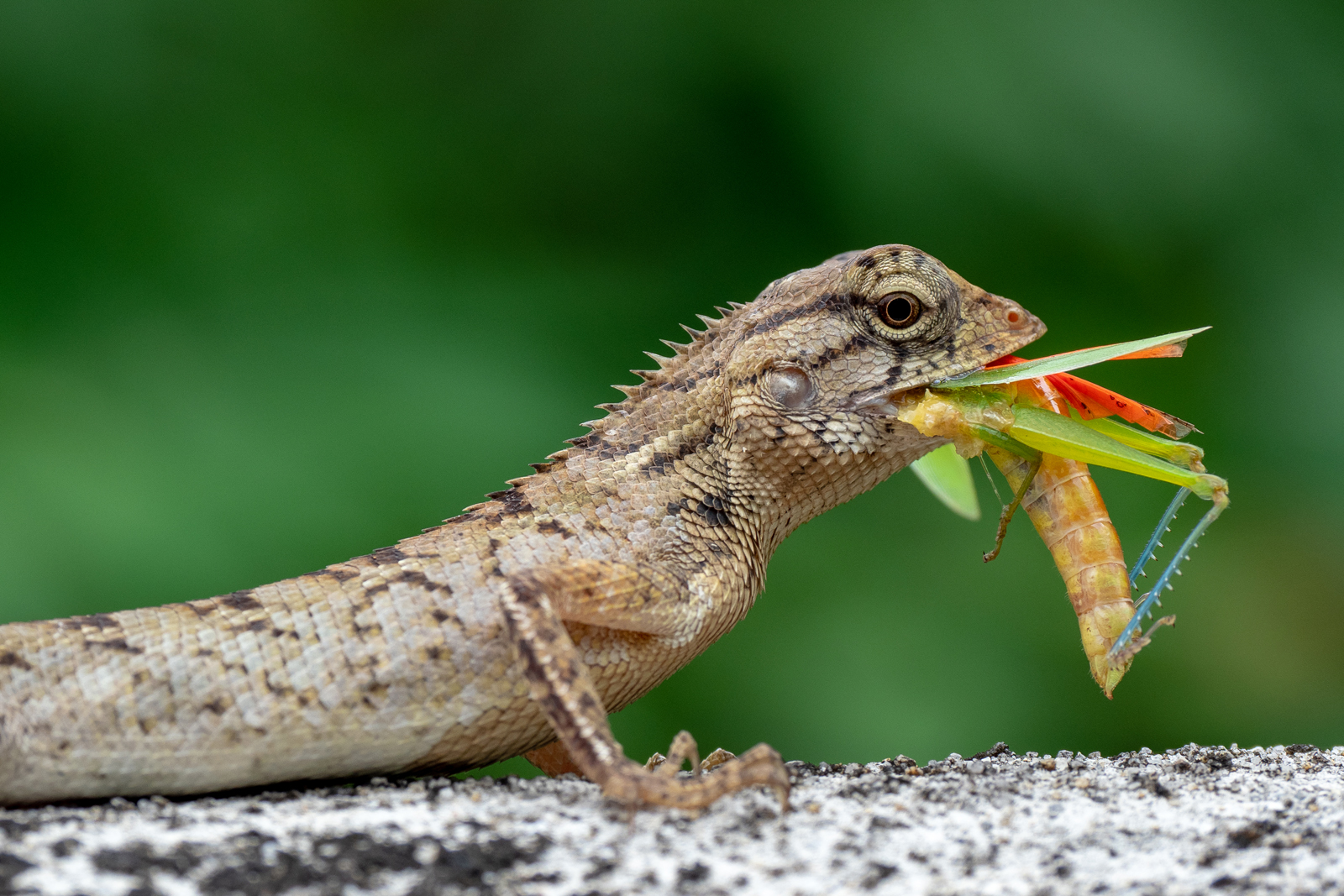 Mahlzeit!