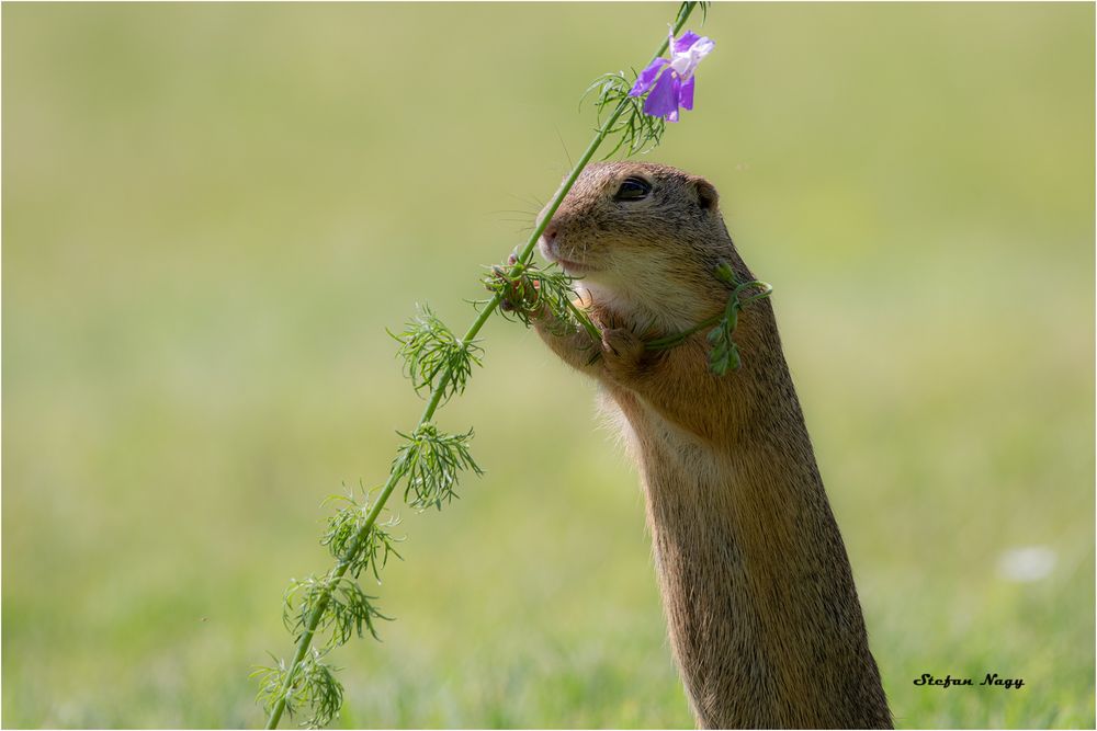 Mahlzeit