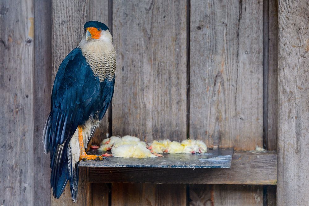 Mahlzeit