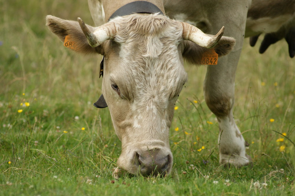 Mahlzeit