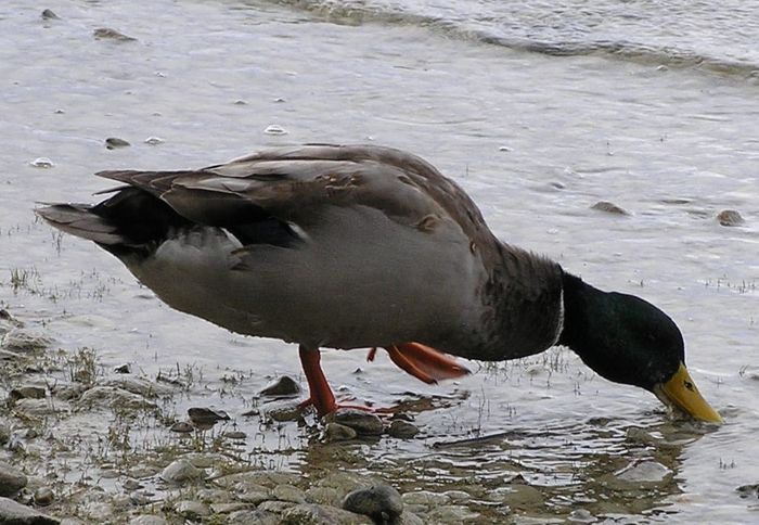 Mahlzeit