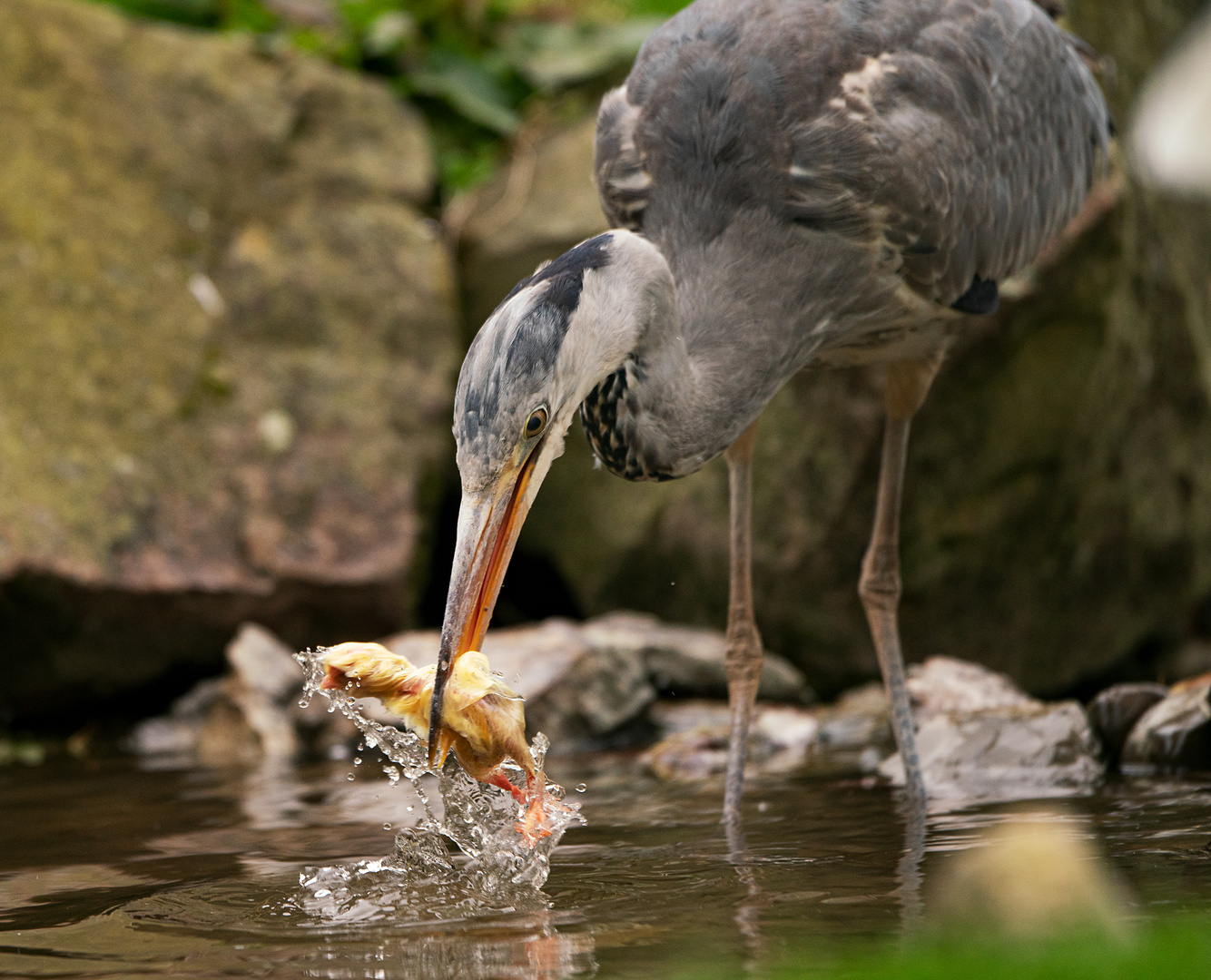 Mahlzeit        