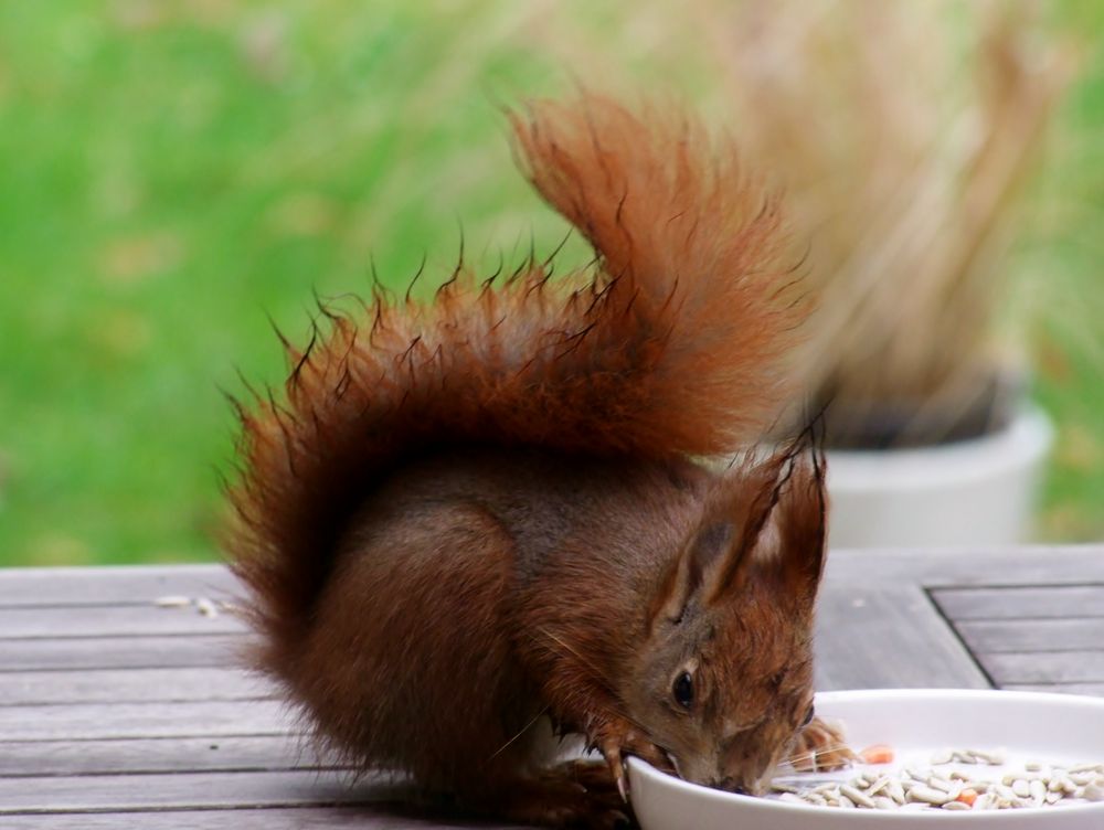 Mahlzeit