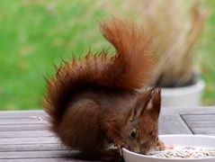 Mahlzeit