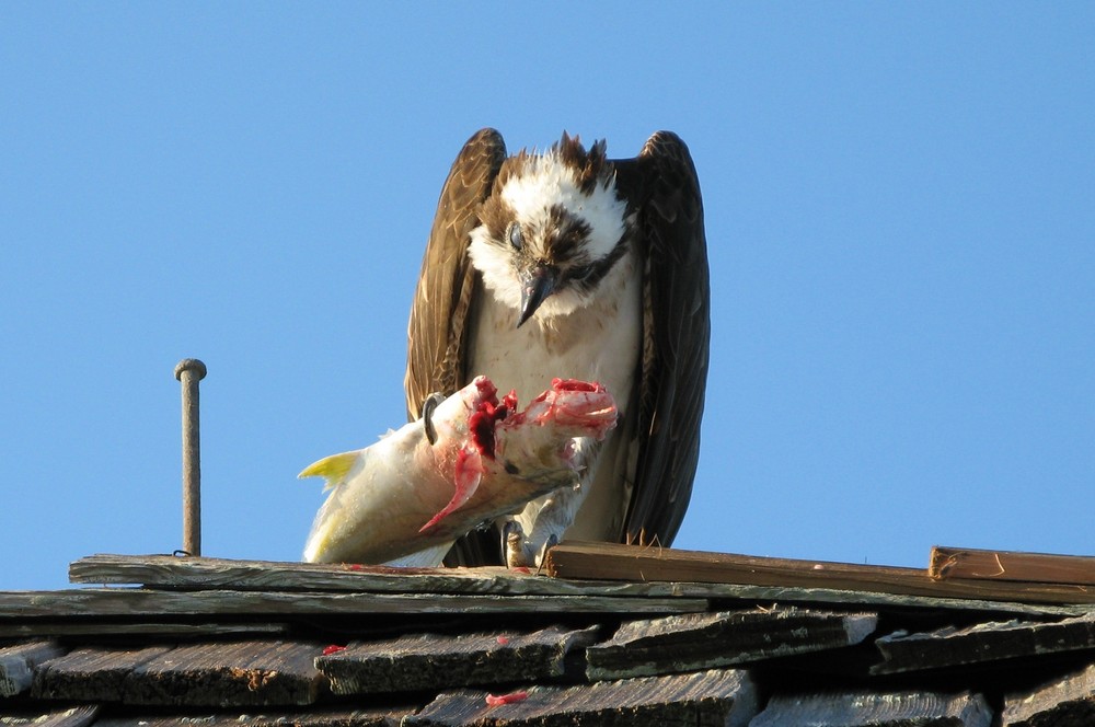 Mahlzeit