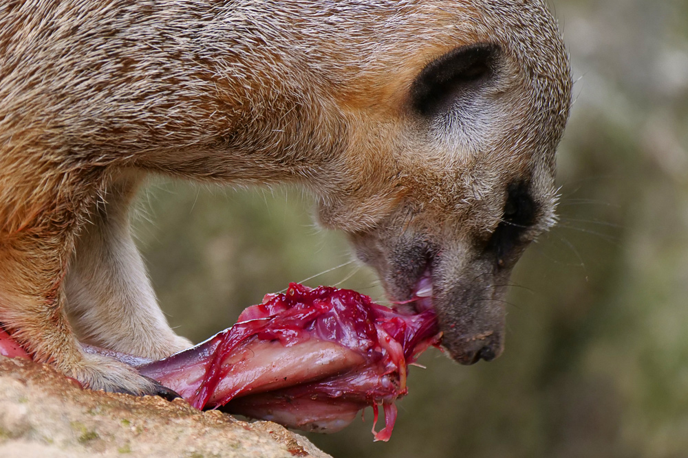 Mahlzeit